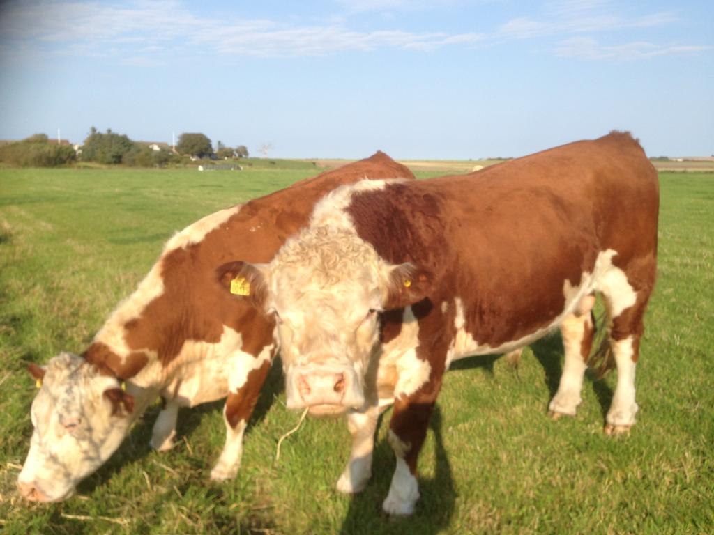 Lokken Farm Holiday Luaran gambar