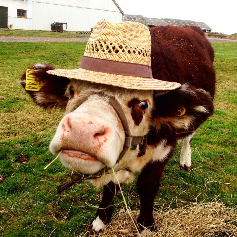 Lokken Farm Holiday Luaran gambar